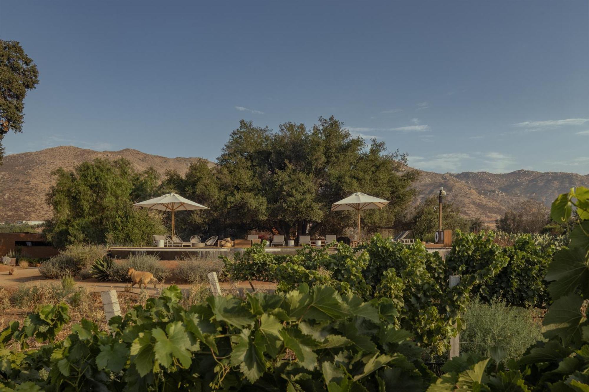 Bruma Wine Resort 장크트 고아르스하우젠 외부 사진
