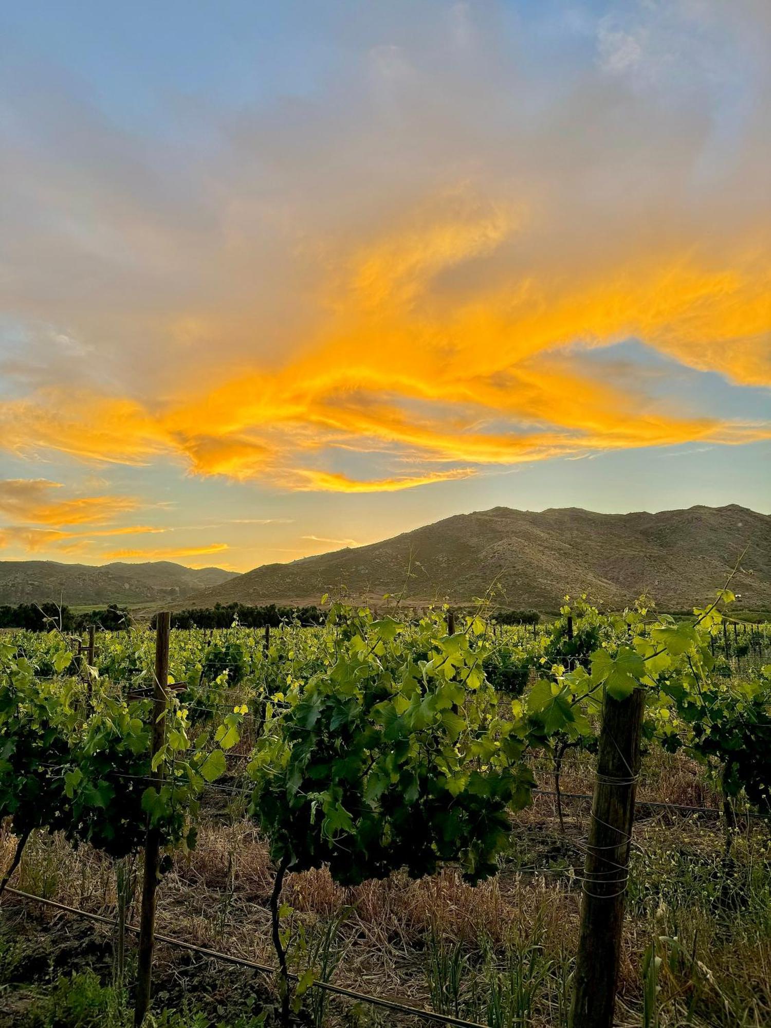 Bruma Wine Resort 장크트 고아르스하우젠 외부 사진